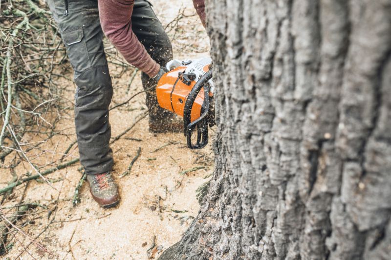 Arborist Spraying in Reno, NV