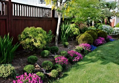 Boxwood Planting in Ventura County, CA