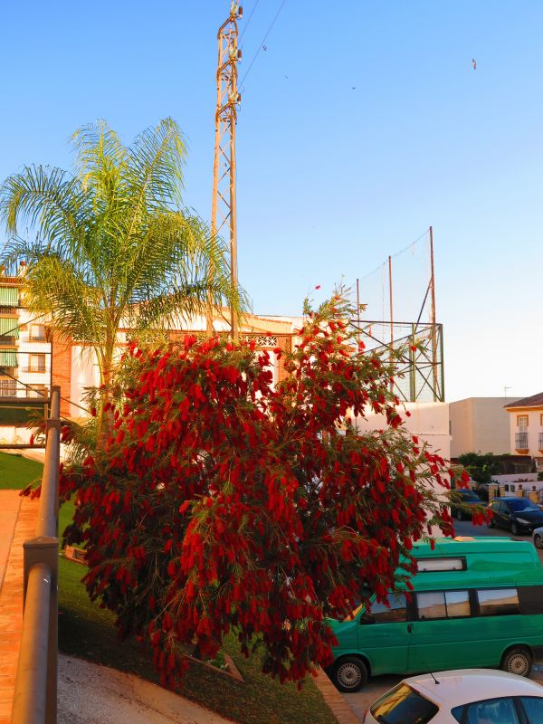 Bush Replacement in Honolulu, HI