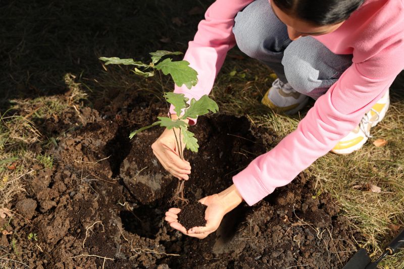 Cherry Tree Planting in Honolulu, HI