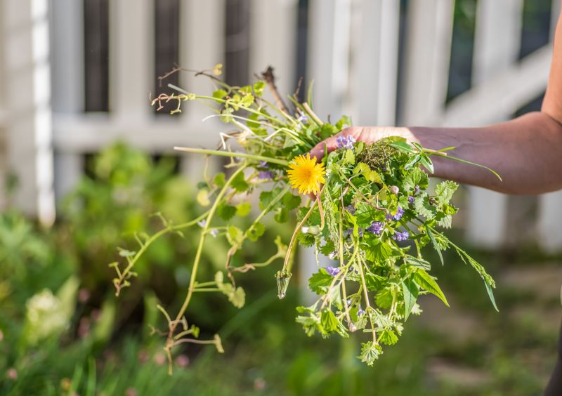 Flower Bed Cleanup Service in Honolulu, HI