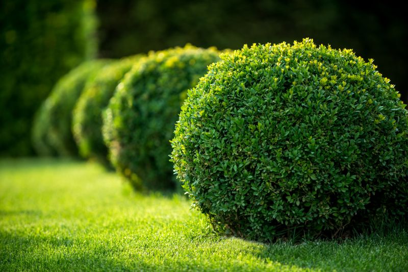 Hedge Planting in Ventura County, CA