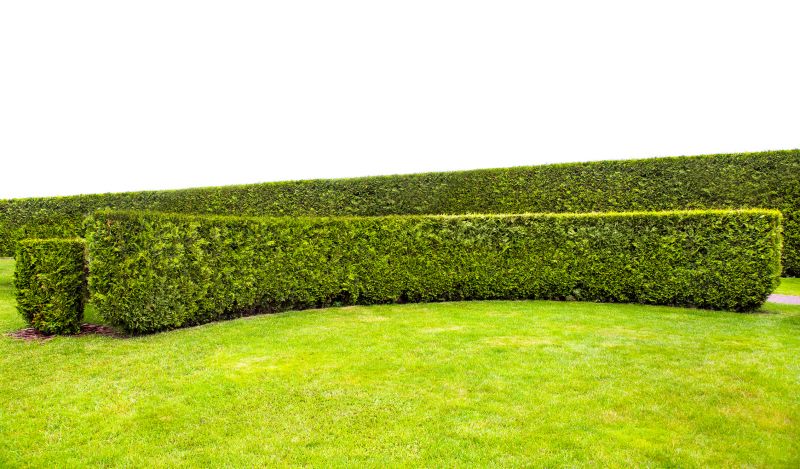 Hedge Replacement in Ventura County, CA
