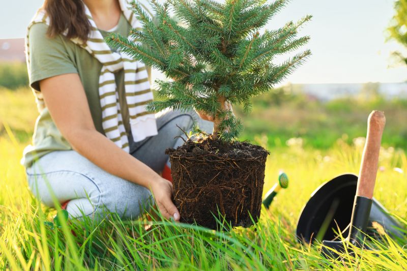 Japanese Maple Planting in Ventura County, CA