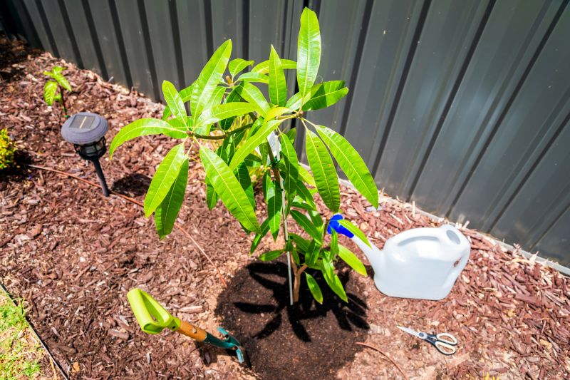Maple Tree Planting in Honolulu, HI
