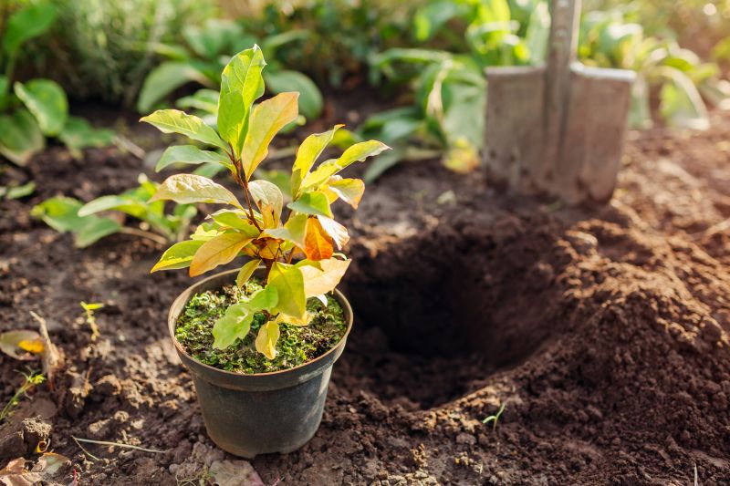 Perennials Planting in Ventura County, CA