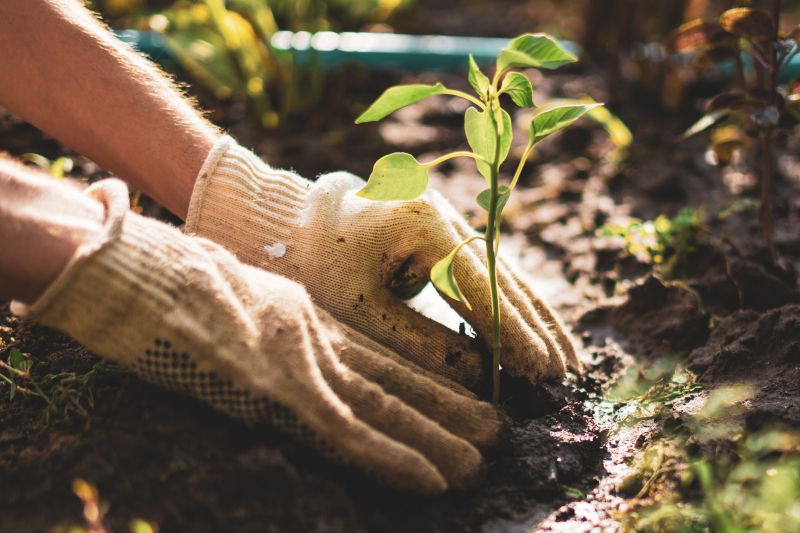 Planting Service in Ventura County, CA