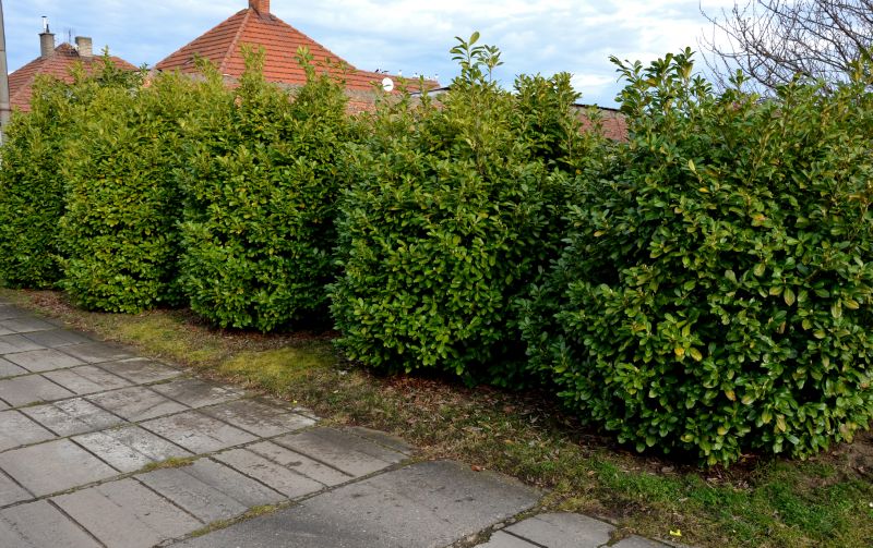 Shrub Installation in Honolulu, HI