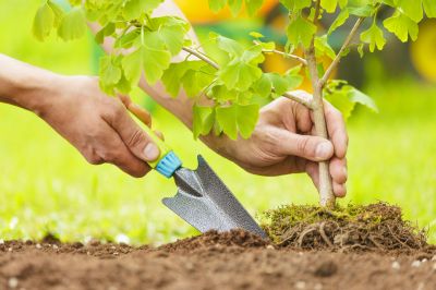 Tree Installation Service in Ventura County, CA