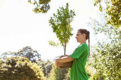Tree Installation Service in Honolulu, HI