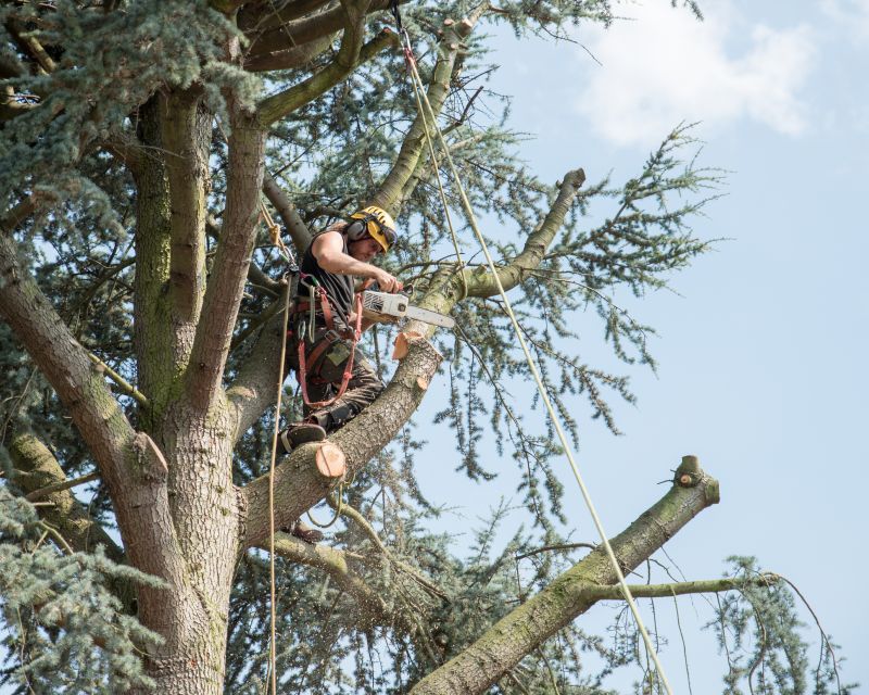 Tree Straightening Service in Reno, NV