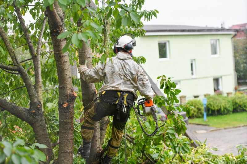 Arborist Tree Service in Reno, NV