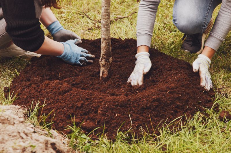 Maple Tree Planting in Honolulu, HI