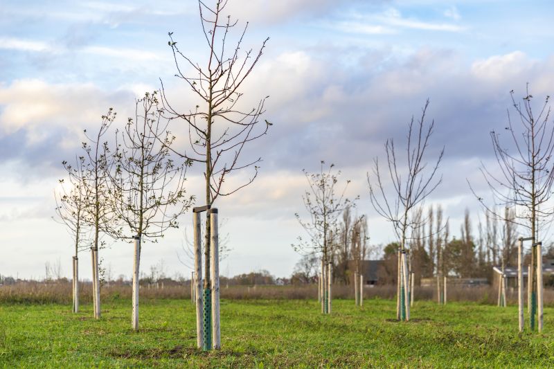 Tree Installation Service in Honolulu, HI